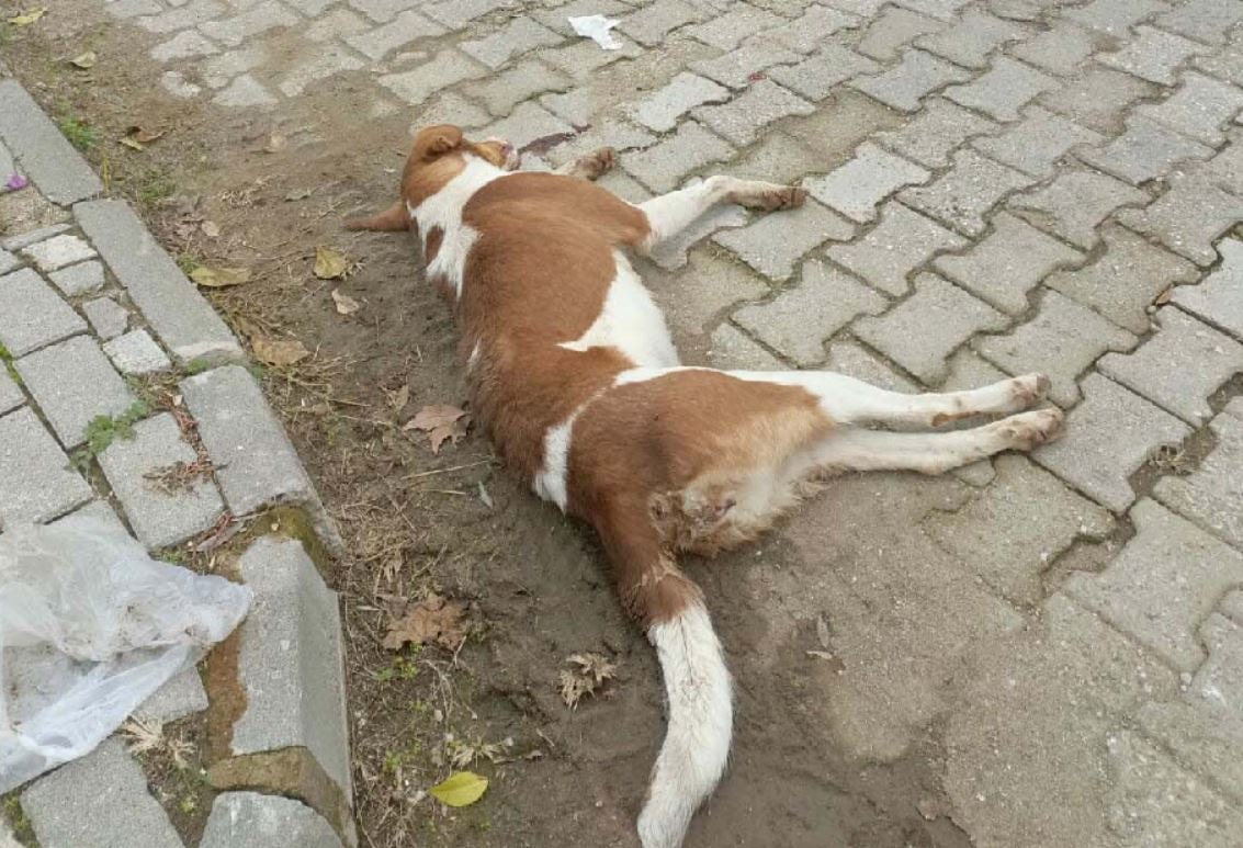 Aydın'da zehirlenen köpek sayısı arttı, ölü tilkiler bulundu