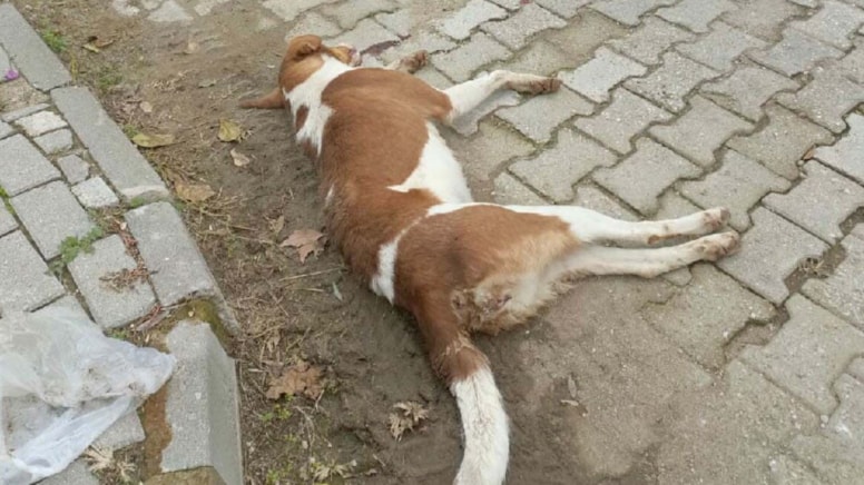 Aydın'da zehirlenen köpek sayısı arttı, ölü tilkiler bulundu