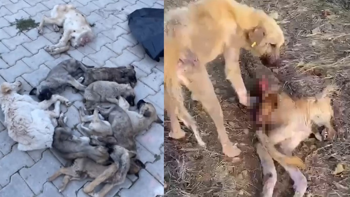 Barınakta aç kalan köpekler birbirini yedi iddiasına soruşturma