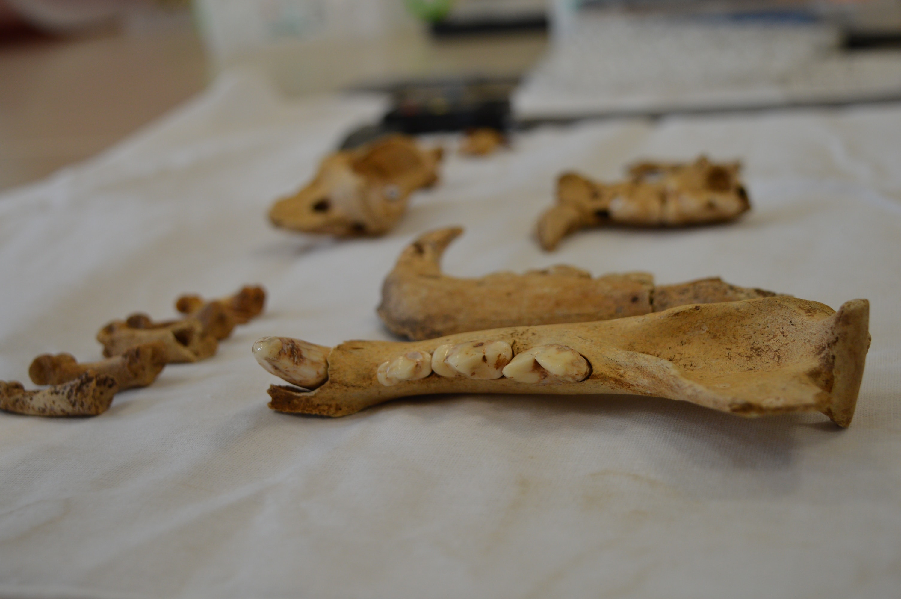 Mardin'de Anadolu parsı ve yavrusuna ait 1500 yıllık kemikler bulundu