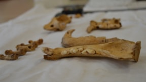 Anadolu parsı ve yavrusuna ait 1500 yıllık kemikler bulundu