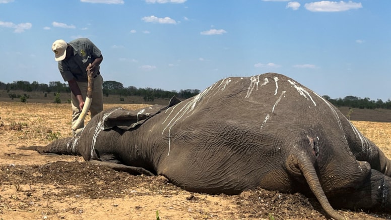 Susuz kalan 100 fil öldü