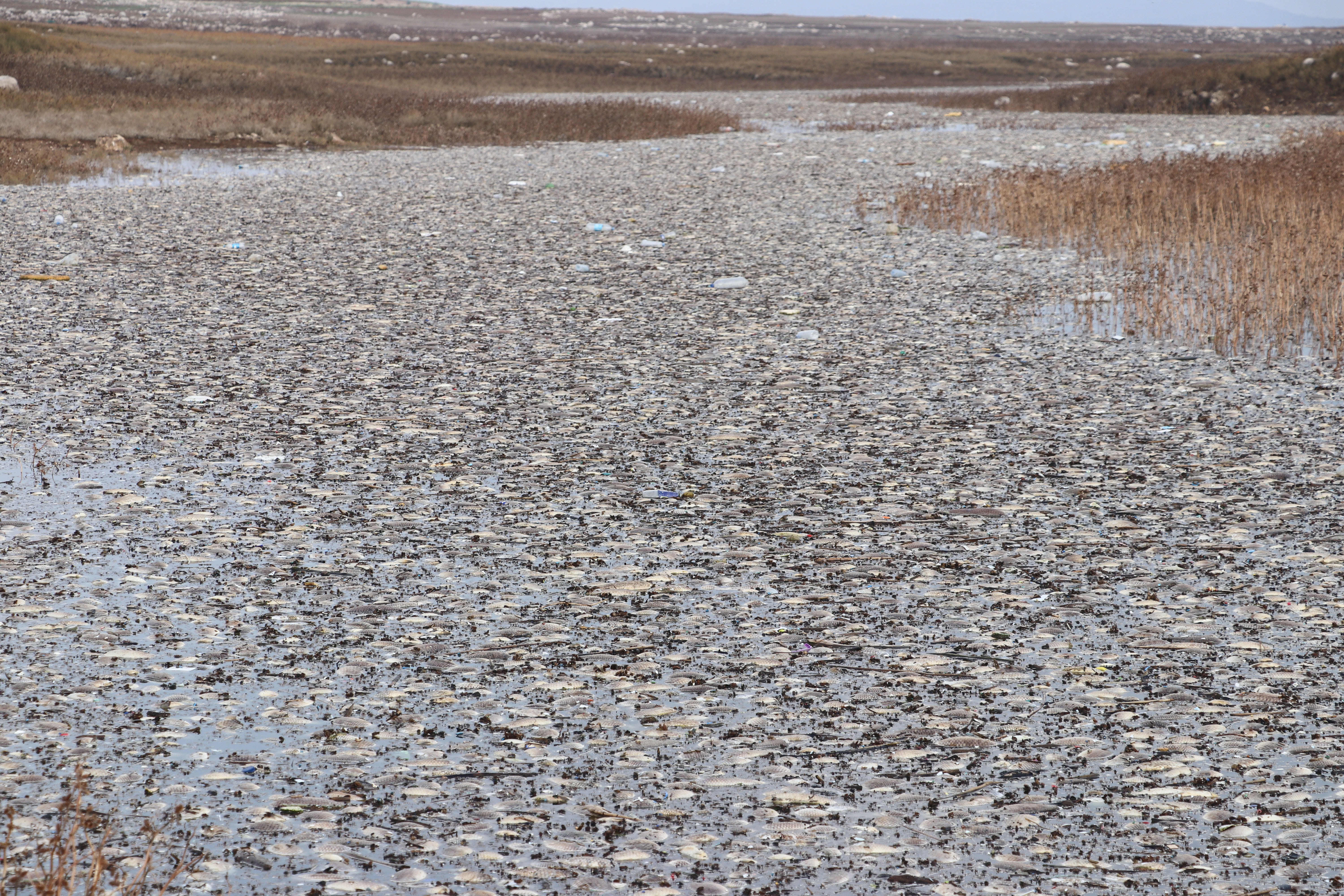 Kayacık Barajı'nda şüpheli balık ölümleri
