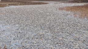 Kayacık Barajı'nda şüpheli balık ölümleri