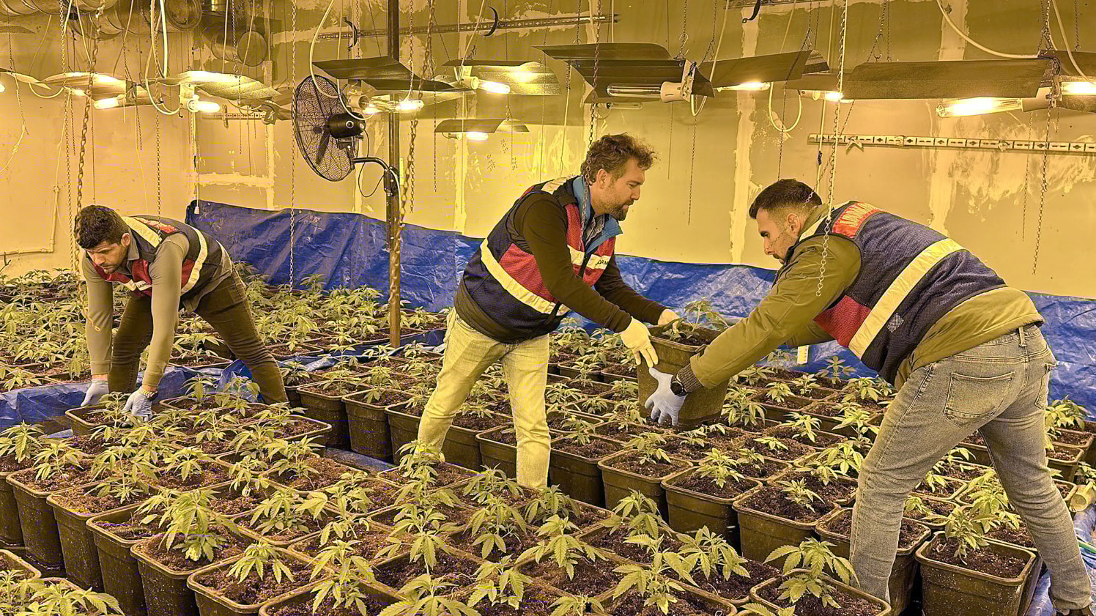 Tekstil atölyesinde kenevir yetiştirmişler