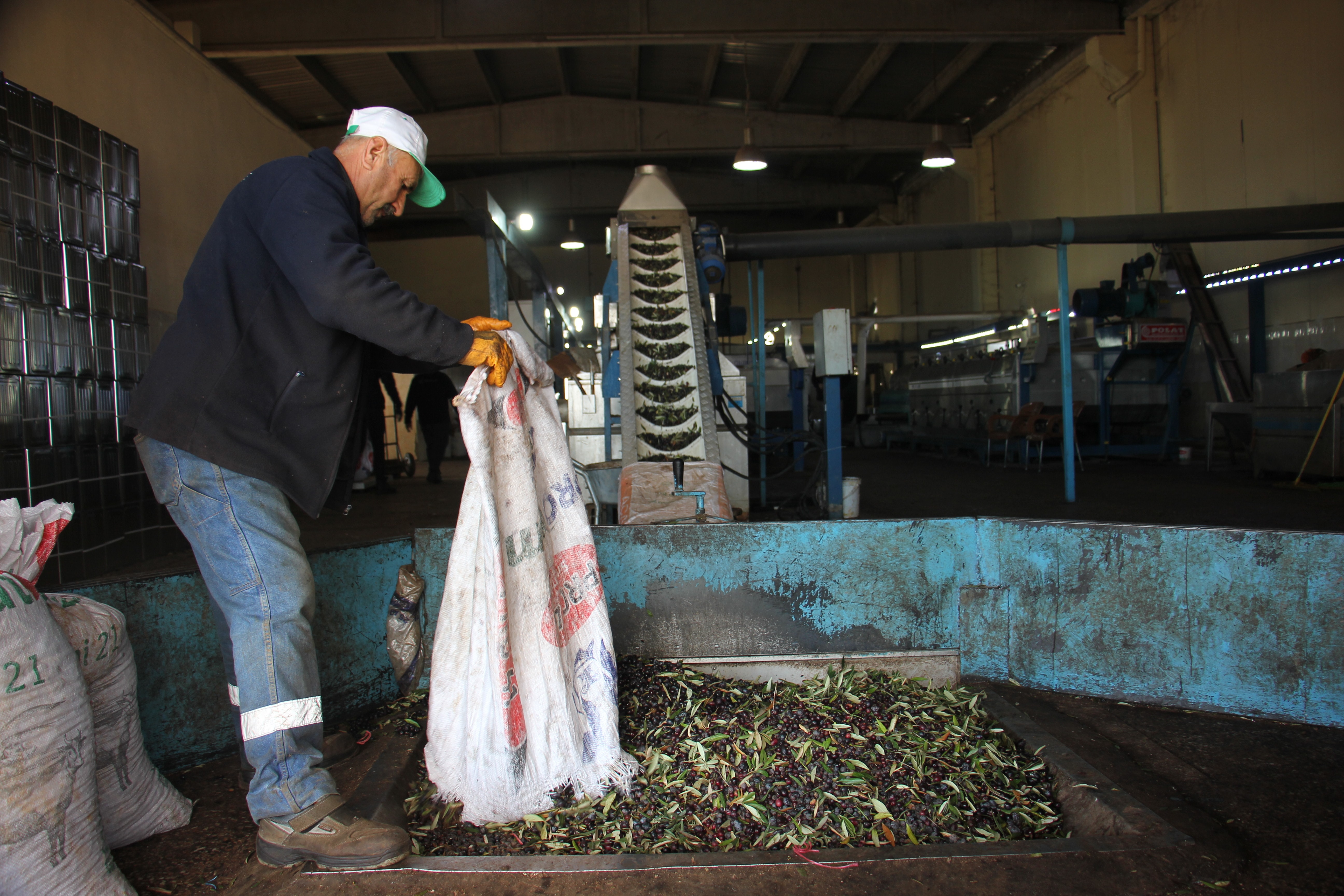 Zeytinyağında sahteciliğe dikkat: Sağlığınızdan olmayın! Sahte yağ nasıl anlaşılır?