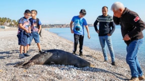 Antalya'da Akdeniz foku ölü bulundu