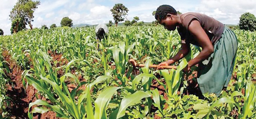Sudan'da tarım yatırımı battı