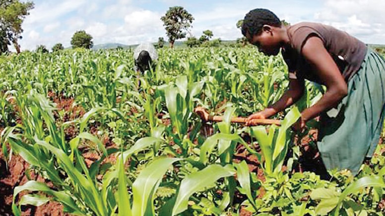 Sudan'da tarım yatırımı battı