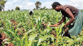 Sudan'da tarım yatırımı battı