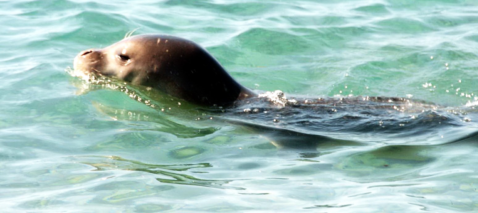 Muğla’da Akdeniz foklarının üreme alanına yat limanına onay verildi