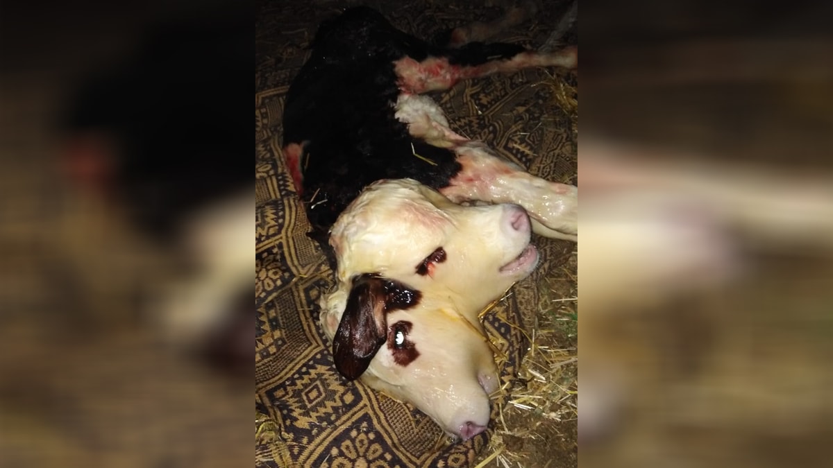 Çift başlı dünyaya gelen buzağı, 1 saat sonra öldü