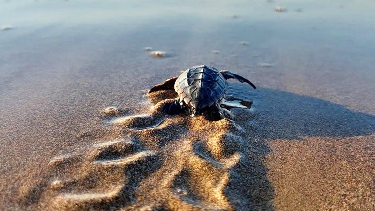Antalya'da denizle buluşan yavru caretta sayısı iki kat arttı