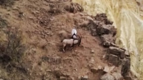 Dağ keçileri uçurumun kenarında kavga etti