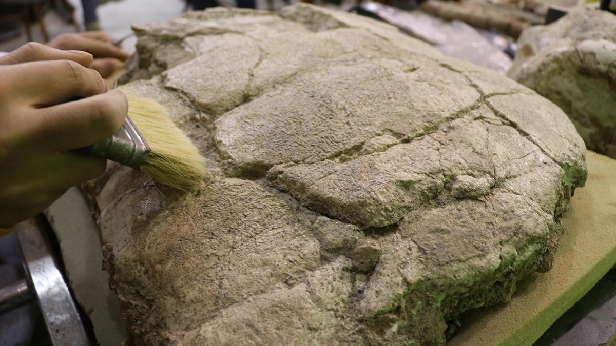 7,5 milyon yıllık kaplumbağa fosili ayaklandırılacak