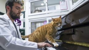 Kedileri piyano ile sakinleştiriyor