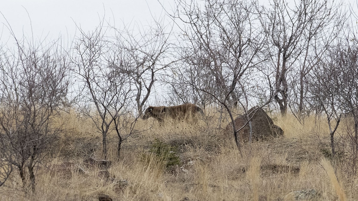 Keçiören'de başı boş köpeklerin saldırısına uğrayan çocuk ağır yaralandı 