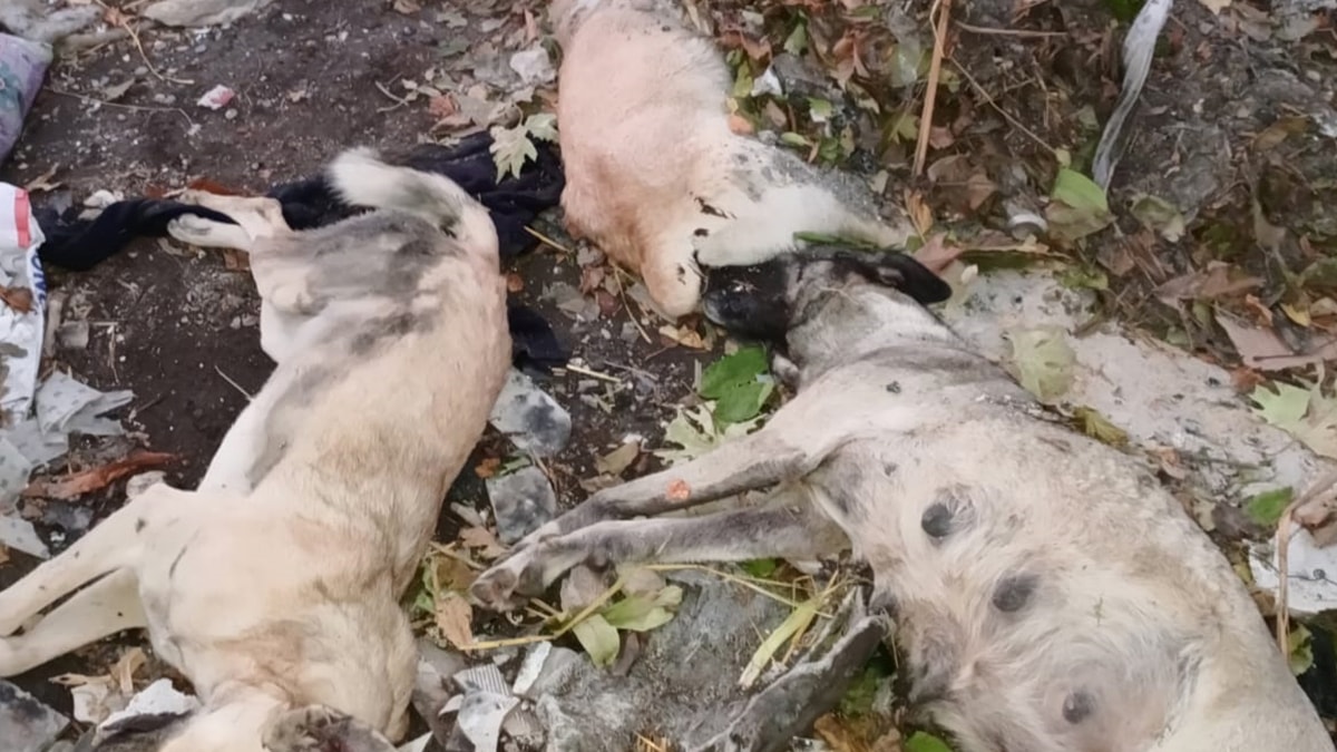 Afyonkarahisar'da hayvan katliamı