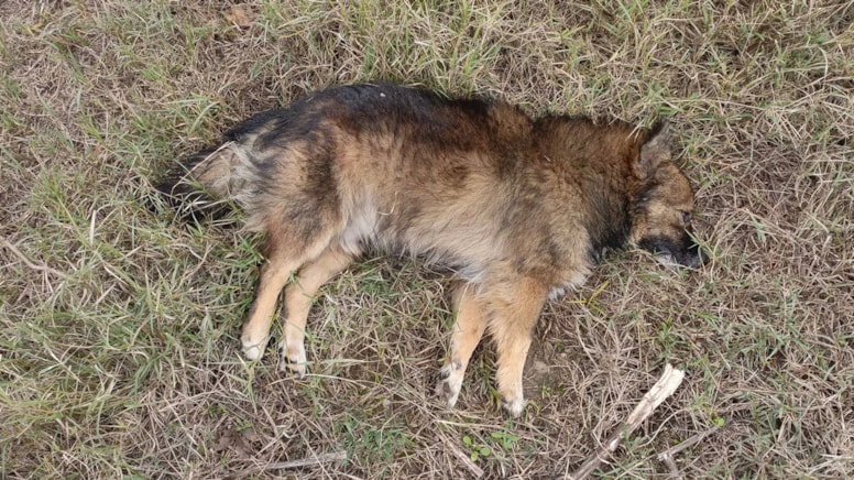 İki ilçede 33 sokak köpeği ölü bulundu