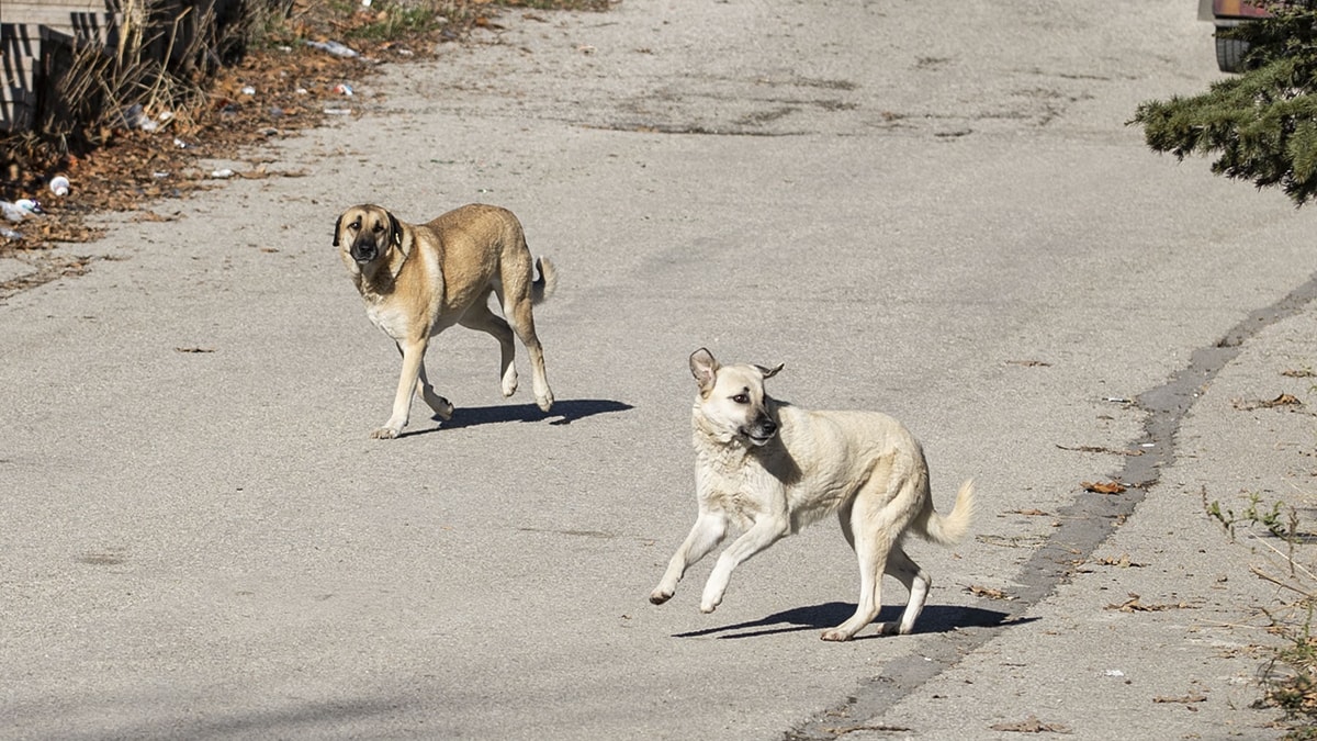 Sahipsiz köpekten kaçan çocuk yaralandı