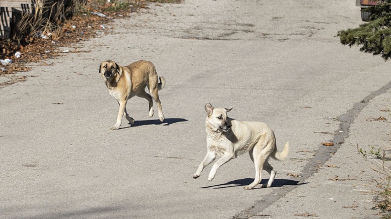 Sokağa terk edilen köpekler mahalleye korku salıyor