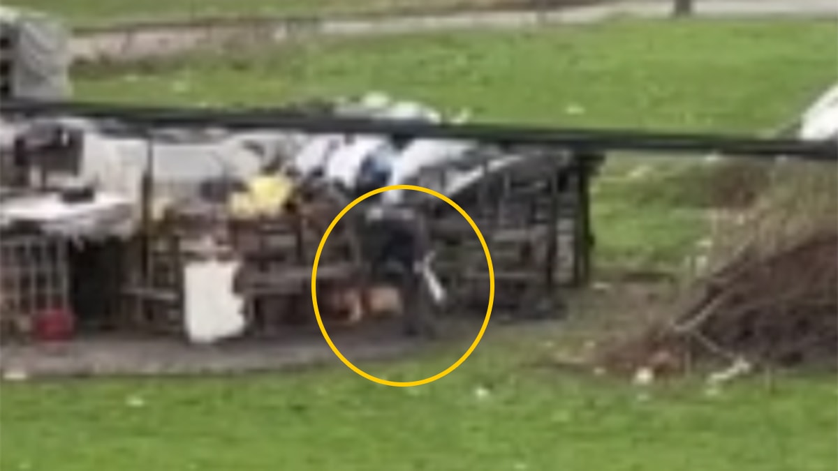 Tekirdağ'da köpeğe işkence! Para cezası aldı