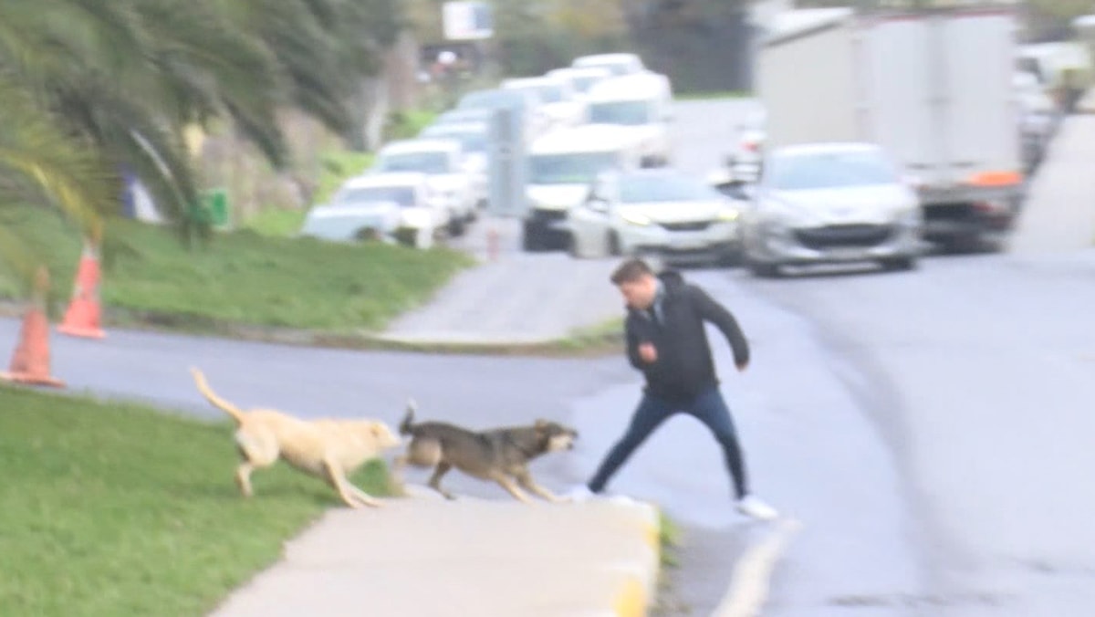 Başıboş köpekler yoldan geçenlere saldırdı