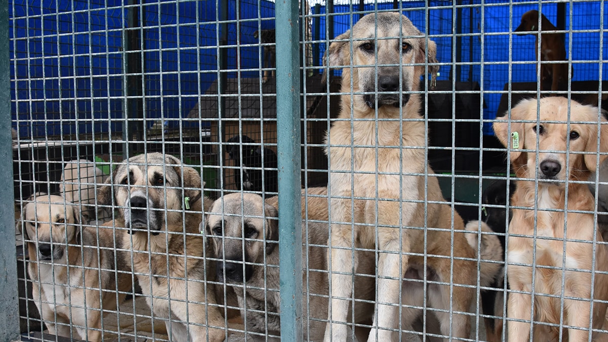 Sadece 5 ilde 100 bin sahipsiz köpek var