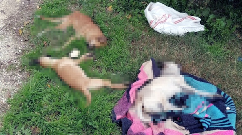 Tarsus'ta zehirlenen 10 köpek öldü