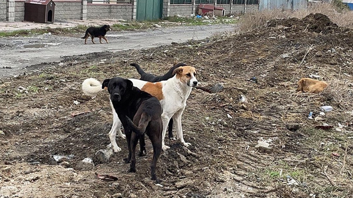 Valilikten belediyelere sokak hayvanları talimatı