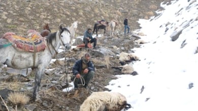 Kurtlar sürüye saldırıp, 65 koyunu öldürdü