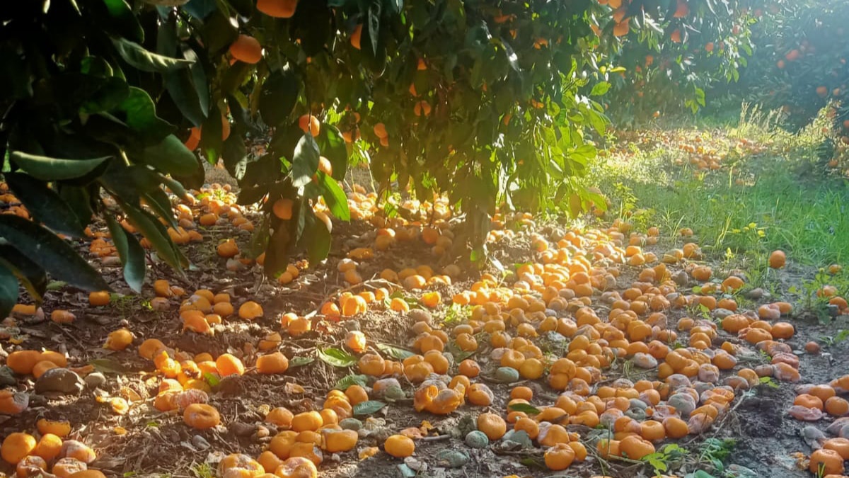 Mandalina dalda kaldı: 10 kuruşa satamıyorum