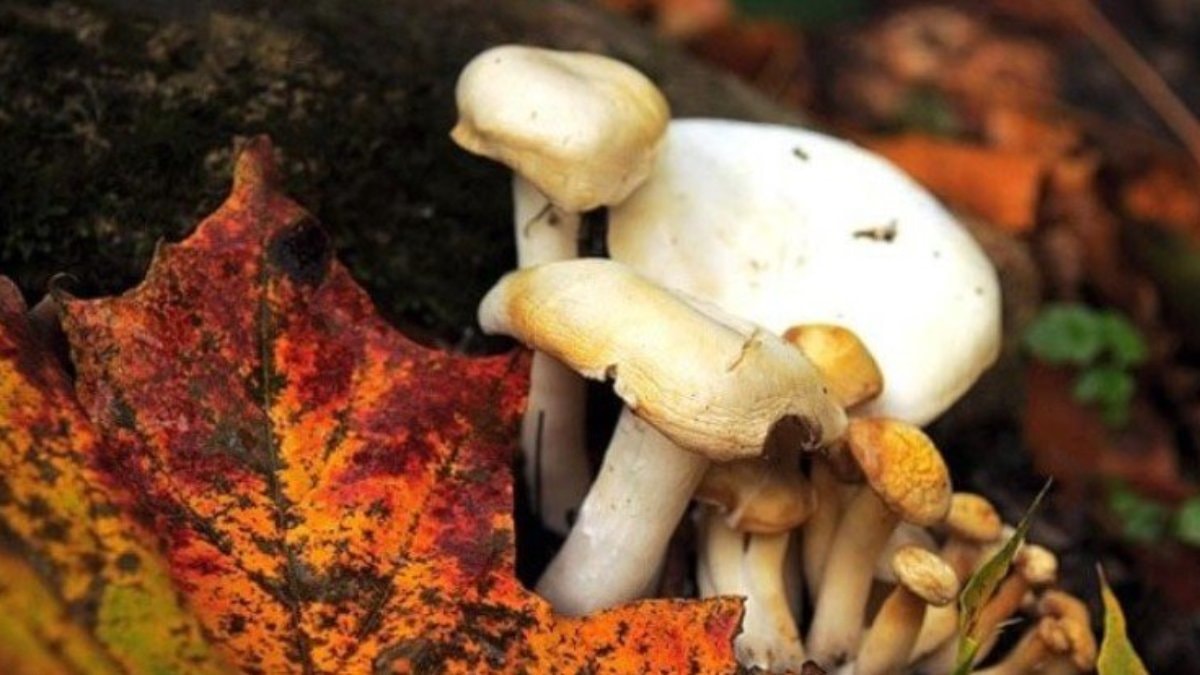 Topladıkları mantardan zehirlendiler... Durumları ağır