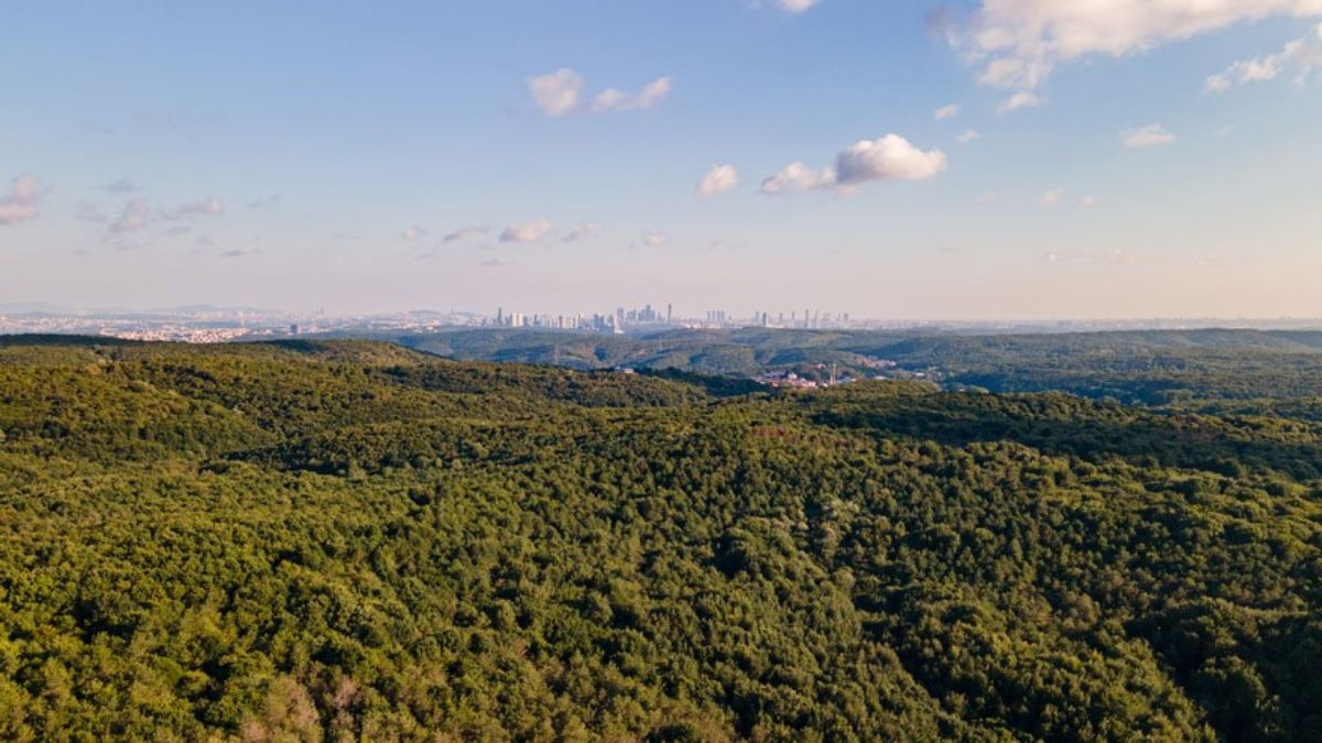 161 sayfalık orman talanı