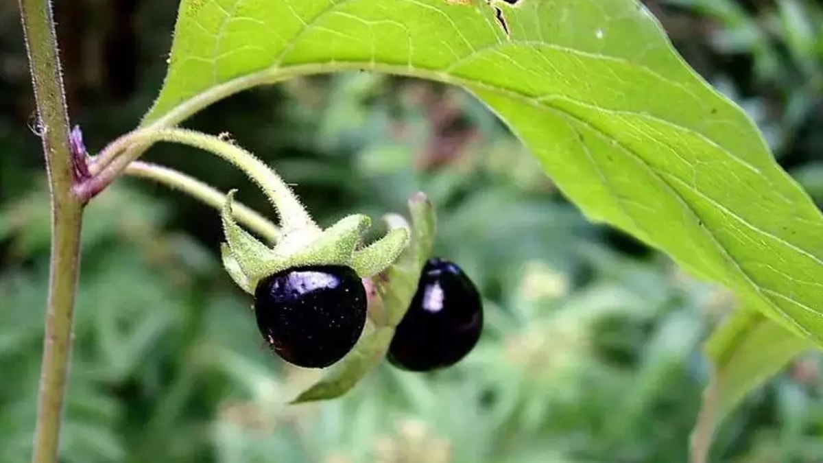 Kayseri'de güzelavrat otundan bir ayda 30 kişi zehirlendi 