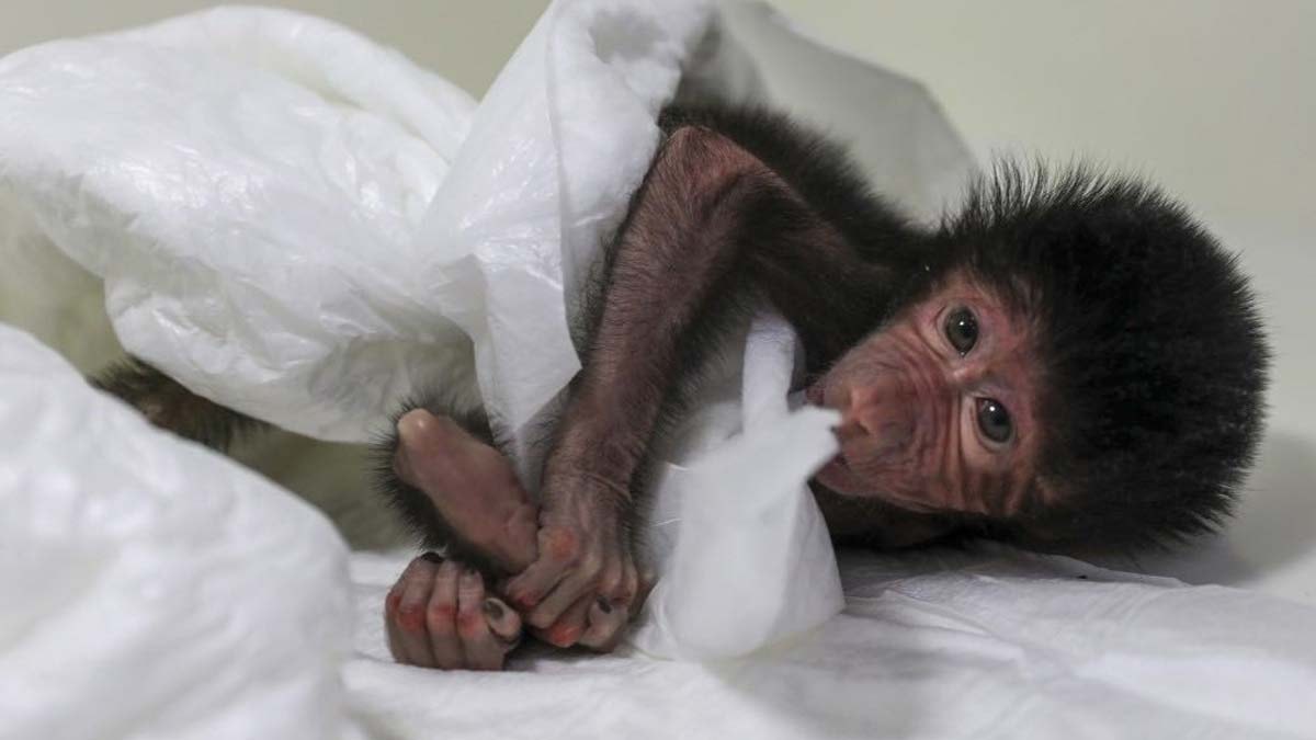 Annesi tarafından reddedilen babun yavrusu hayata tutundu