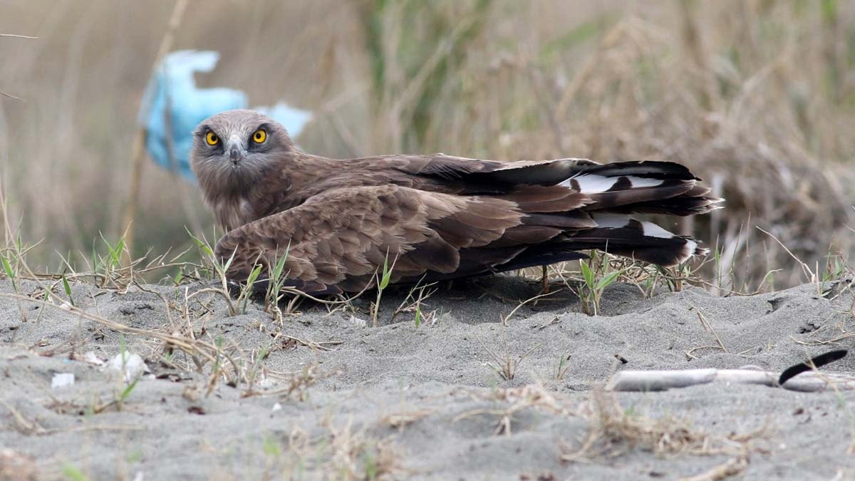Yırtıcı kuş kaçakçılığı alarm veriyor