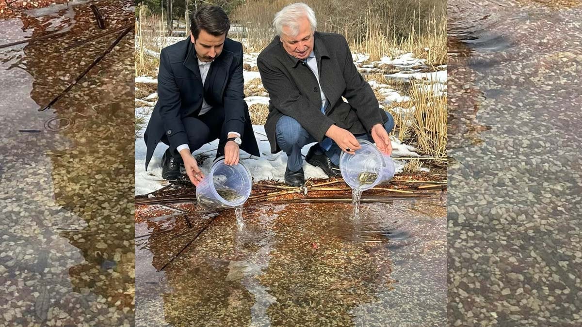 Abant Gölü'nde Abant alası popülasyonu artıyor