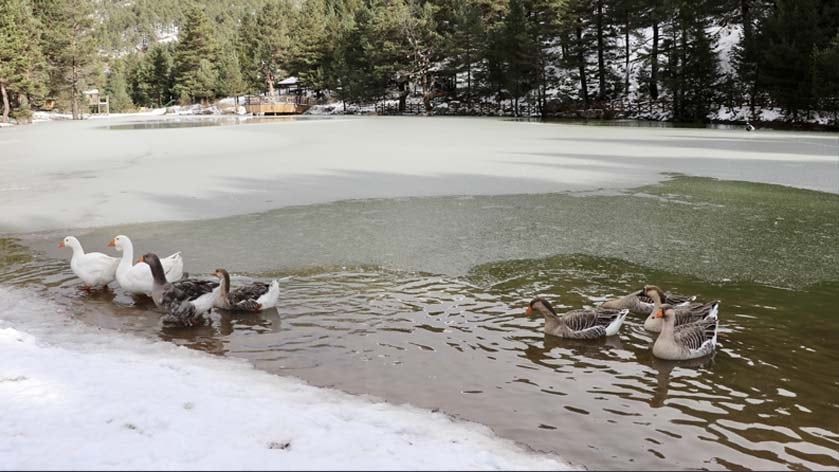 Limni Gölü Tabiat Parkı yaban hayvanlarına ev sahipliği yapıyor