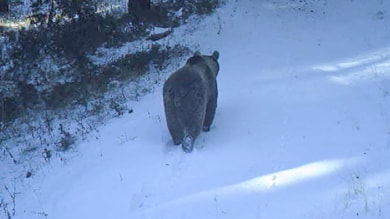Sarıkamış'ta ayılar kış uykusuna yattı 