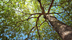 İnanılmaz olay: Ağaçla ilişki kuran kadını duyanlar şaşırıyor