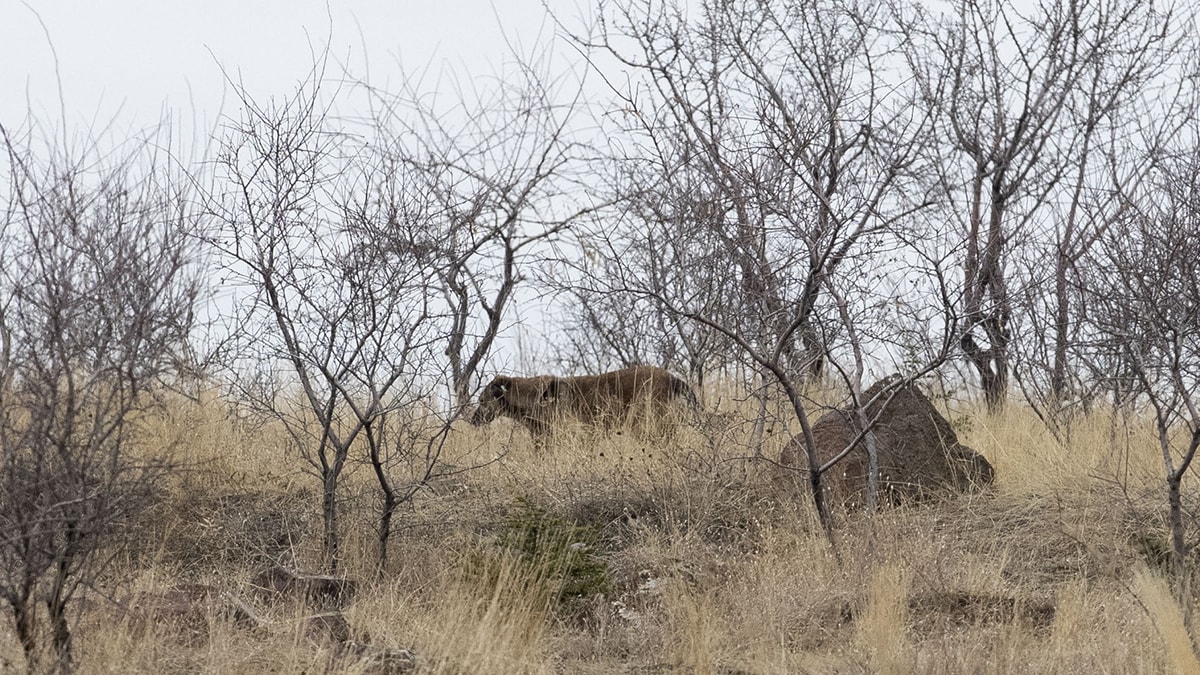 Köpek saldırısında yaralanan Tunahan'ın babası son durumunu anlattı