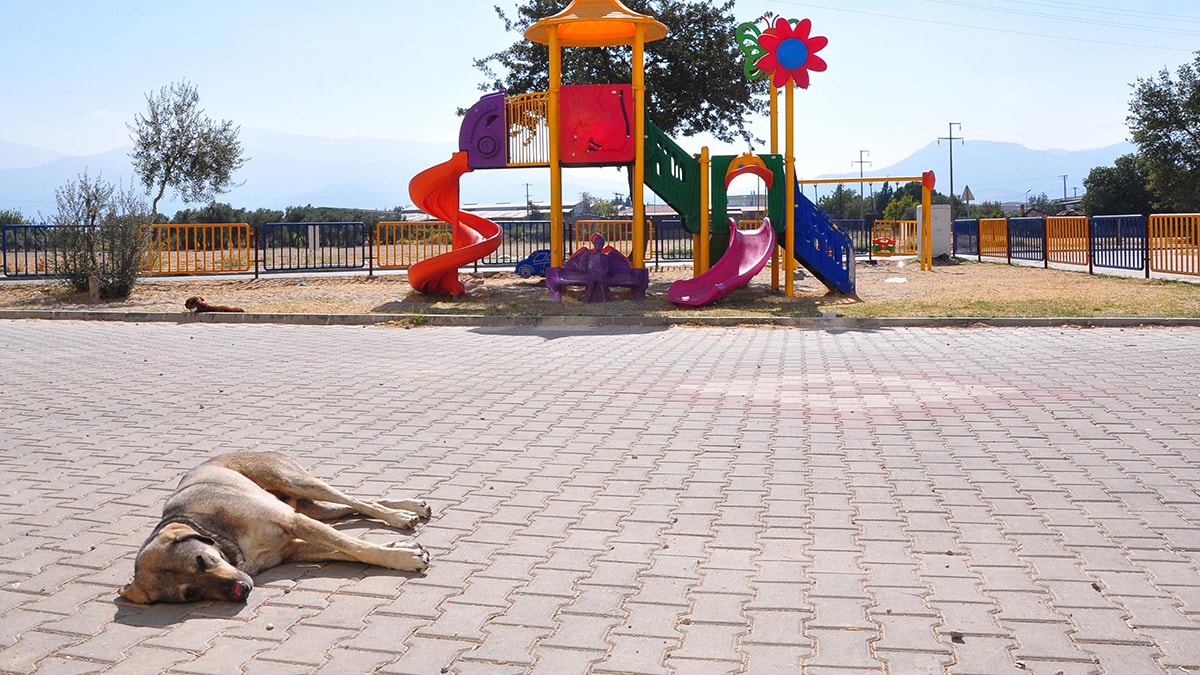 '2040'ta sokak hayvanı sayısı nüfusu yakalayabilir'