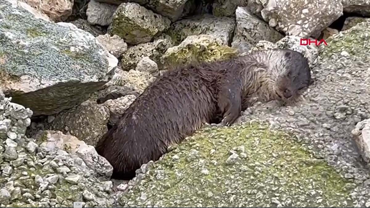 Nesli tehlikedeki su samuru ölü bulundu
