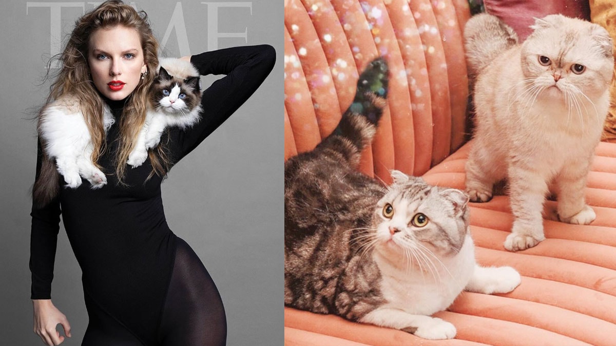 Bu kediler milyonlarca dolar değerinde