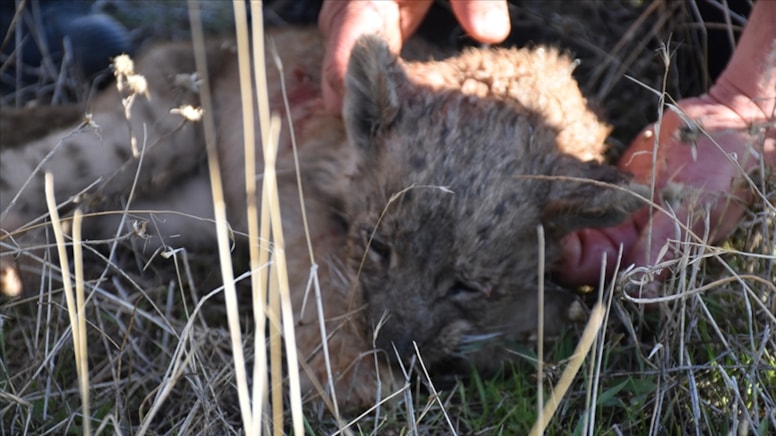 Şanlıurfa'da bulunan yavru aslan hayatını kaybetti