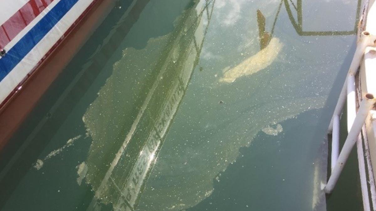 İnci kefaline sintine tehdidi