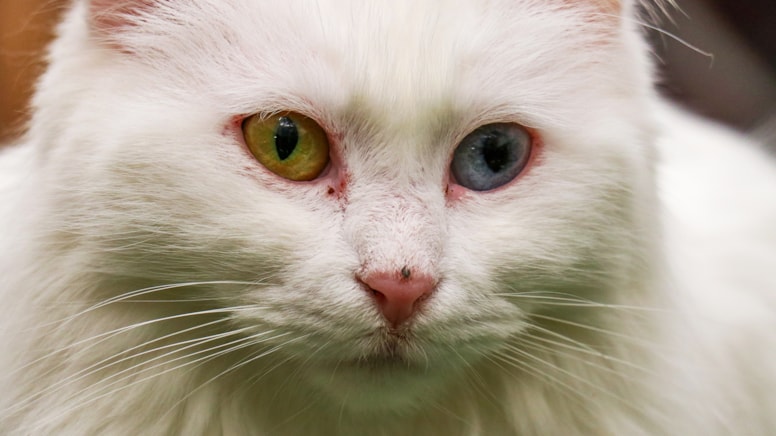 Van Kedisi Villası'ndan 80 yavruya yuva bulundu