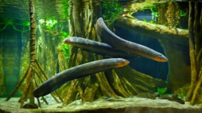 Elektrikli yılan balıkları, gen aktarımına sebep olabilir