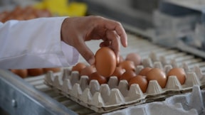 Rusya: Türkiye’den yumurtalar geliyor